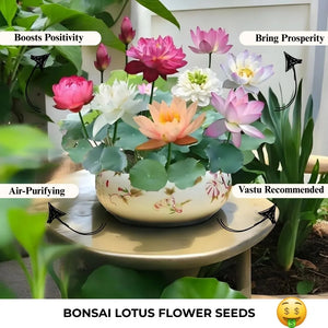 Feng Shui (VASTU) Bonsai Lotus Flower Seeds – Grow Peace, Beauty & Positivity at Home⭐️⭐️⭐️⭐️⭐️4.8/5 (1600+ REVIEWS)