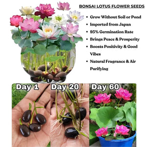 Feng Shui (VASTU) Bonsai Lotus Flower Seeds – Grow Peace, Beauty & Positivity at Home⭐️⭐️⭐️⭐️⭐️4.8/5 (1600+ REVIEWS)