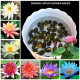 Feng Shui (VASTU) Bonsai Lotus Flower Seeds – Grow Peace, Beauty & Positivity at Home⭐️⭐️⭐️⭐️⭐️4.8/5 (1600+ REVIEWS)