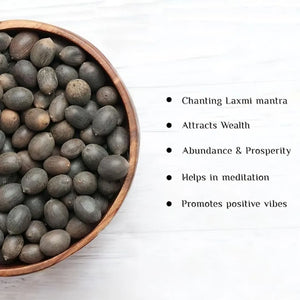Feng Shui (VASTU) Bonsai Lotus Flower Seeds – Grow Peace, Beauty & Positivity at Home⭐️⭐️⭐️⭐️⭐️4.8/5 (1600+ REVIEWS)