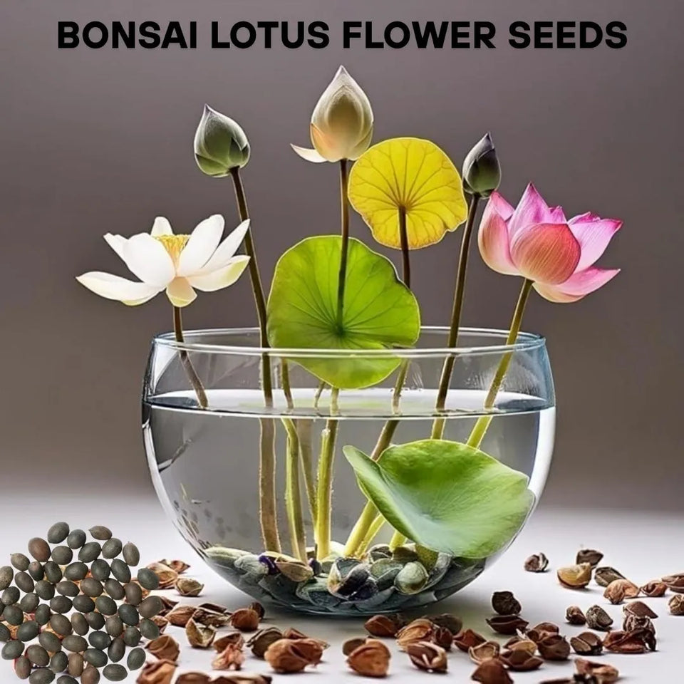 Feng Shui (VASTU) Bonsai Lotus Flower Seeds – Grow Peace, Beauty & Positivity at Home⭐️⭐️⭐️⭐️⭐️4.8/5 (1600+ REVIEWS)